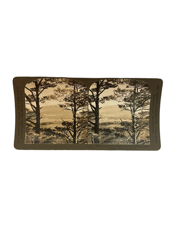 Stereoscope Card- A View of Fuji through the Pines of Lake Motosu, Japan