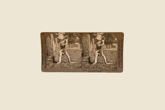 Stereoscope Card- The Kangaroo,Native Only to Australia, Melbourne, Victoria