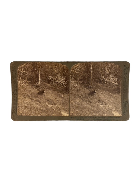 Stereoscope Card- Grizzly Bear at Home in the Wooded Wilderness of Famous Yellowstone Park, USA