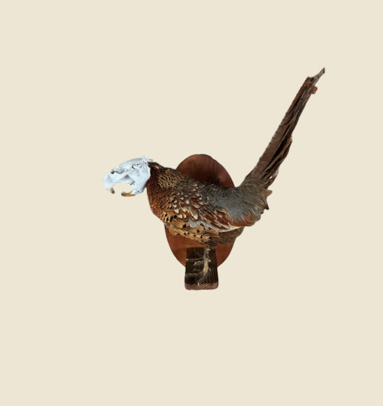 Butch Anthony x B+M (Crap Taxidermy)